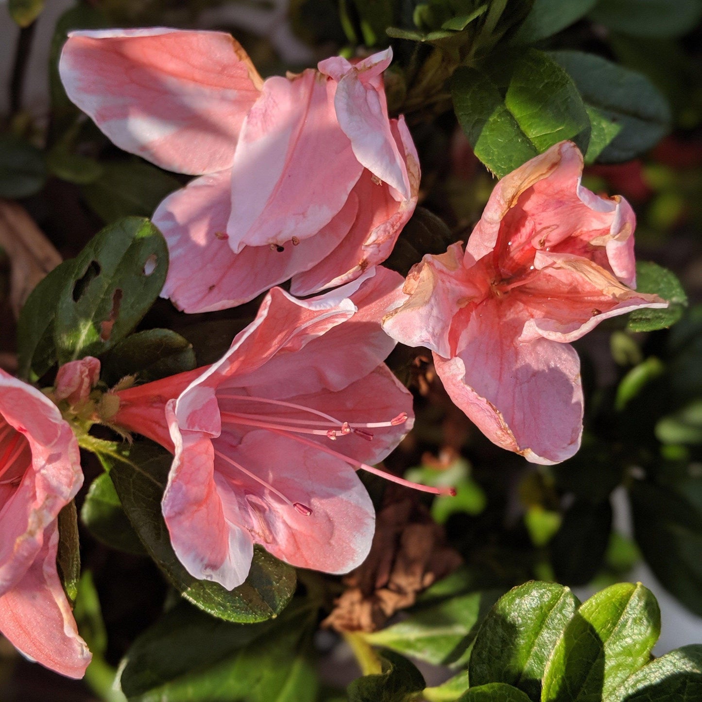 Encore® Autumn Sunburst™ Azalea