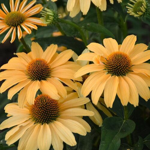 Echinacea - Color Coded® One in a Melon Echinacea