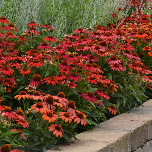 Echinacea - Artisan™ Red Ombre Coneflower