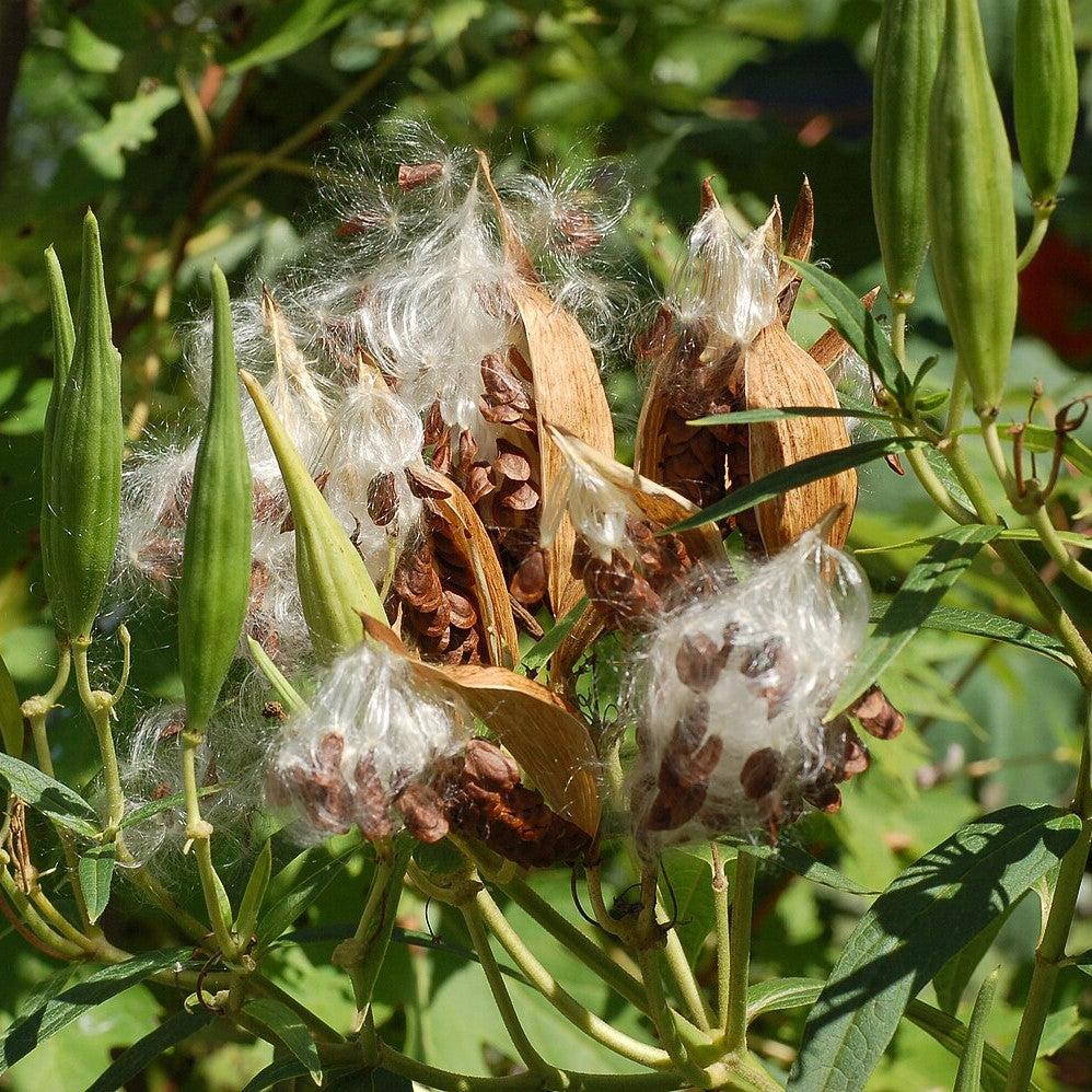 Asclepias incarnata - Ice Ballet Swamp Milkweed