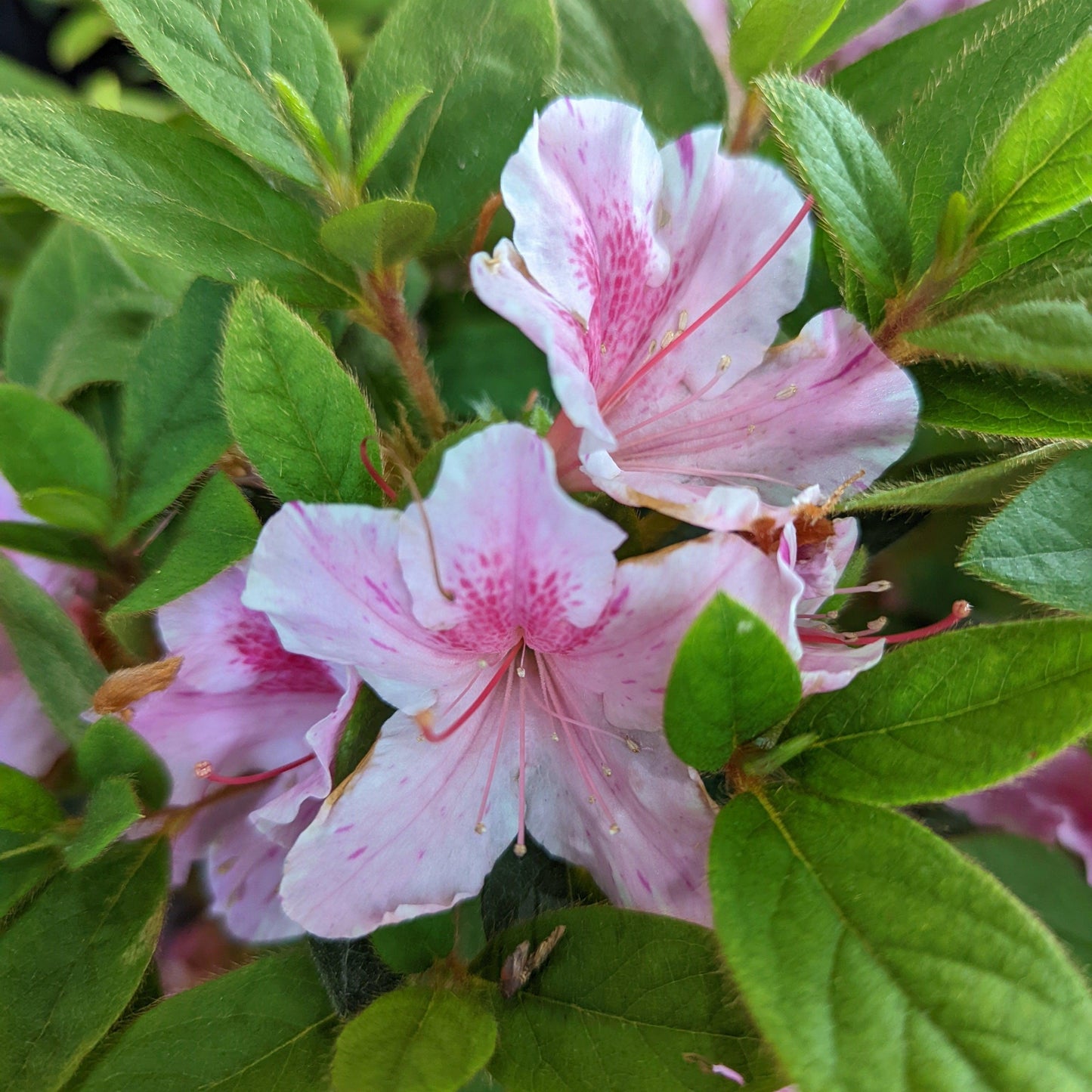 Encore® Autumn Twist™ Azalea