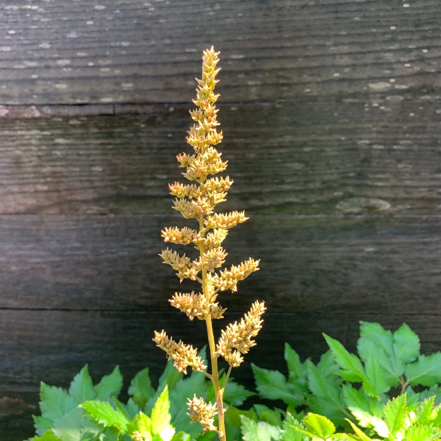Astilbe chinensis - Visions Chinese Astilbe, False Goat's Beard