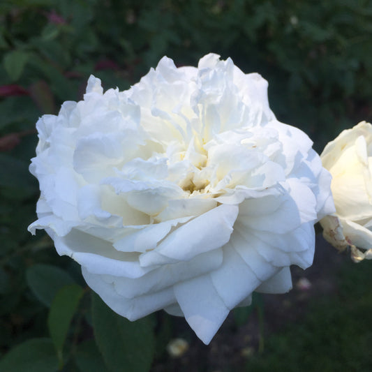 Rosa - Susan Williams-Ellis® Rose