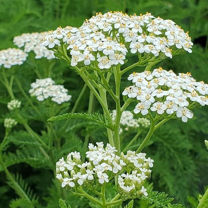 Achillea millefolium  - Common Yarrow