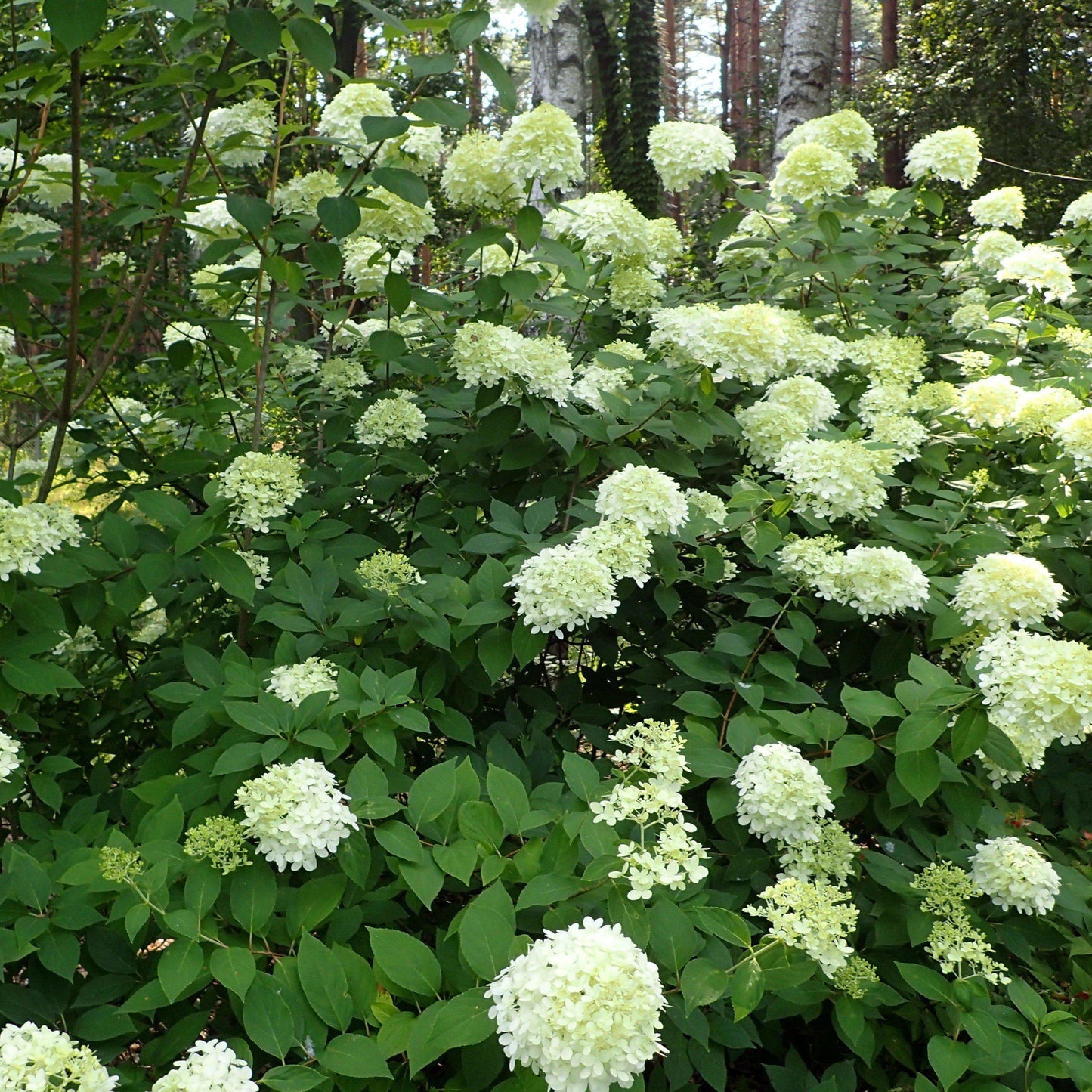 Hydrangea paniculata - Proven Winners® Limelight® Hydrangea