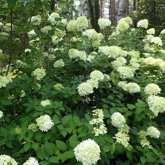 Hydrangea paniculata - Proven Winners® Limelight® Hydrangea