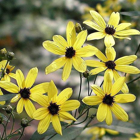 Coreopsis tripteris - Gold Standard Tall Tickseed