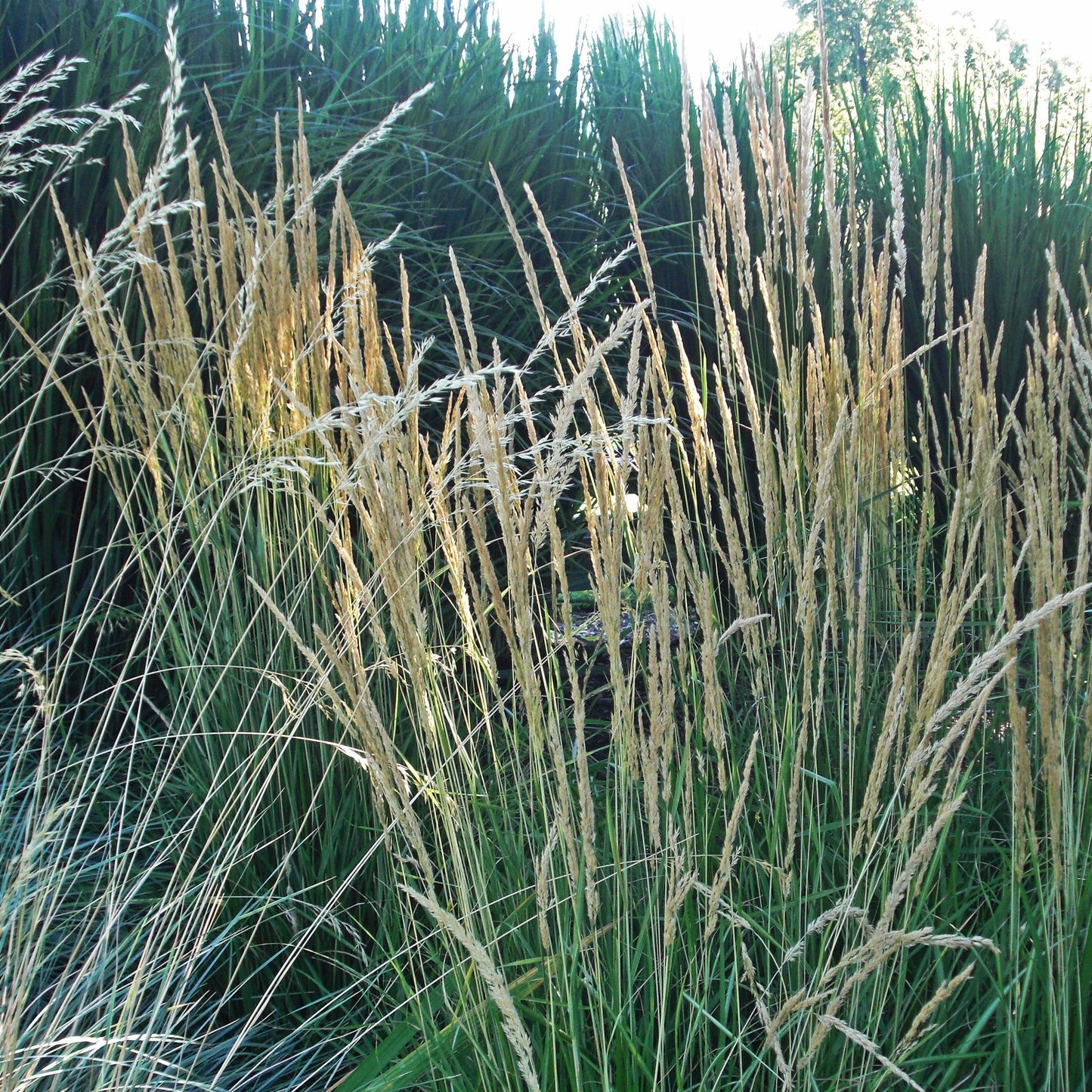 Calamagrostis x acutiflora - Avalanche Feather Reed Grass