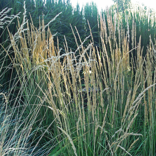 Calamagrostis x acutiflora - Avalanche Feather Reed Grass