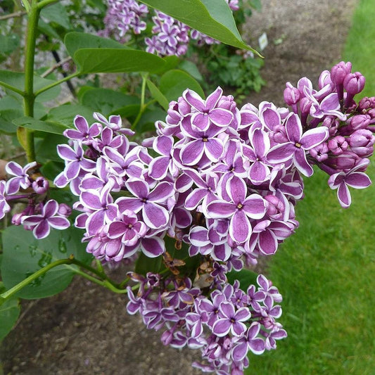 Syringa vulgaris - Sensation Lilac