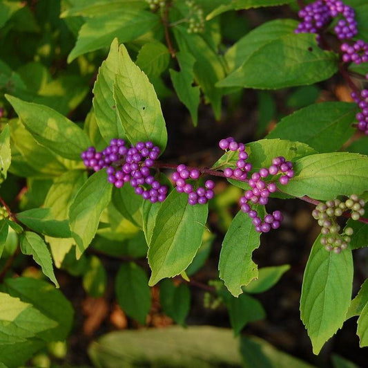 Callicarpa dichotoma - Early Amethyst Beautyberry
