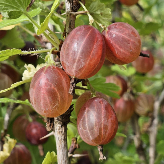 Ribes uva-crispa  - Hinnonmaki Red Gooseberry