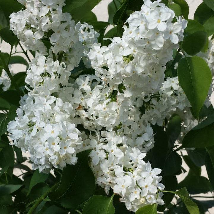 Syringa vulgaris - Primrose Lilac