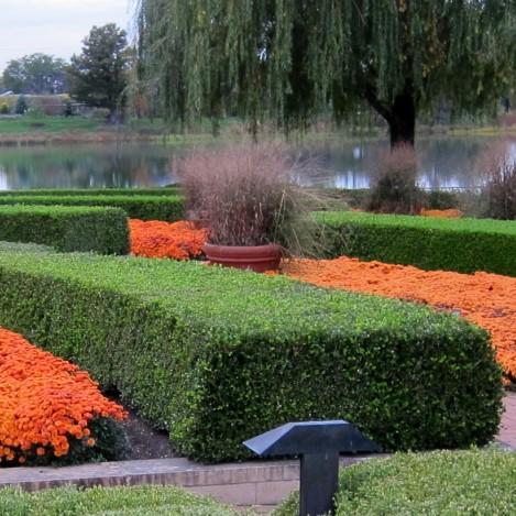 Buxus microphylla var. japonica - Winter Gem Boxwood