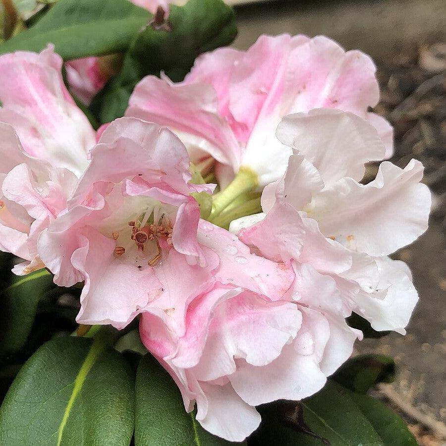 Rhododendron yakushimanum 'Yaku Princess'