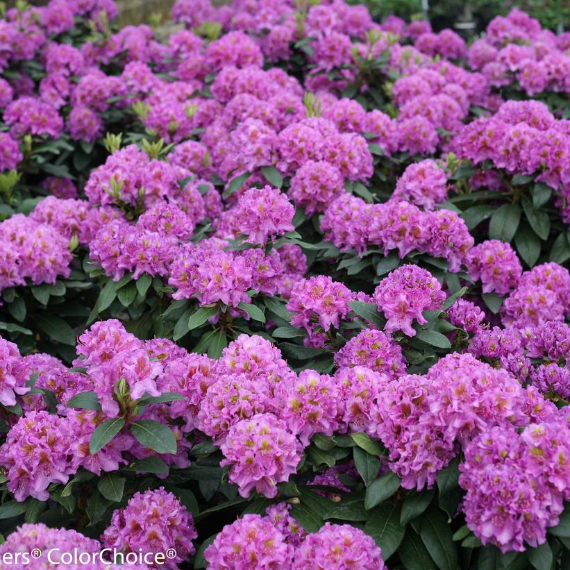 Rhododendron x - Dandy Man® Purple Rhododendron