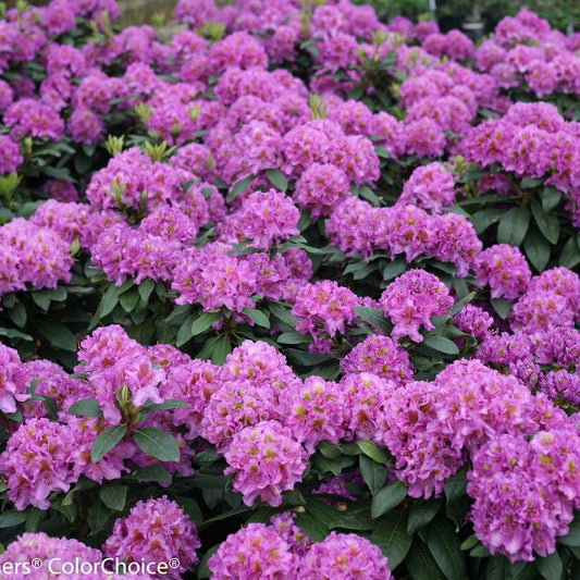 Rhododendron x - Dandy Man® Purple Rhododendron