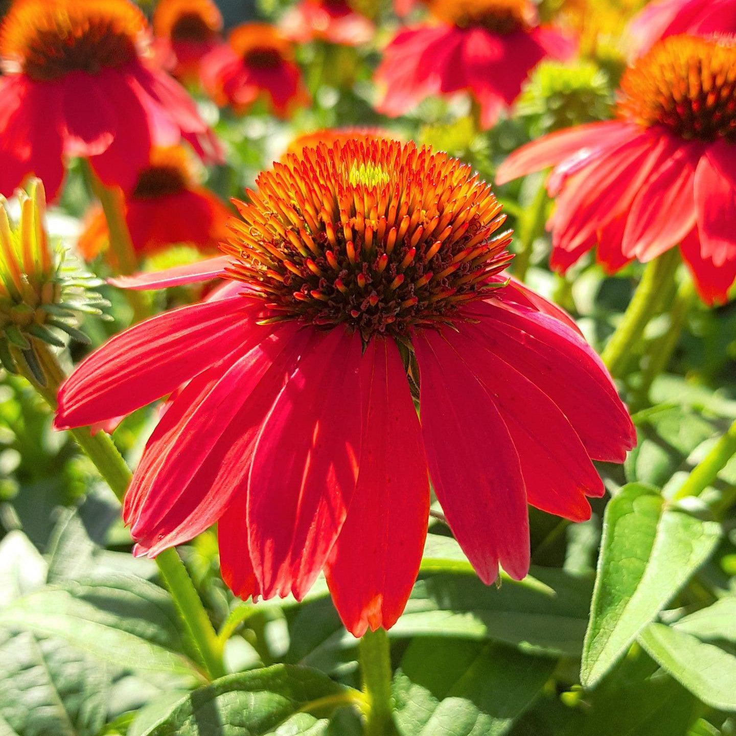 Echinacea  - Panama® Red Coneflower