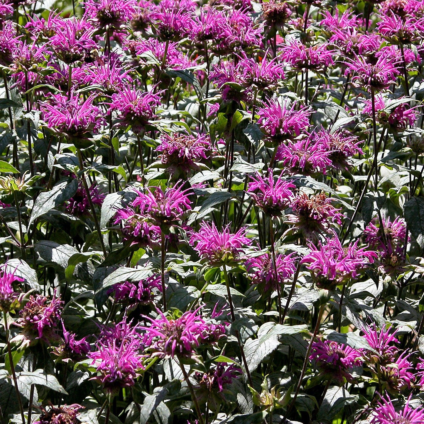 Monarda - Sugar Buzz® Rockin Raspberry Bee Balm