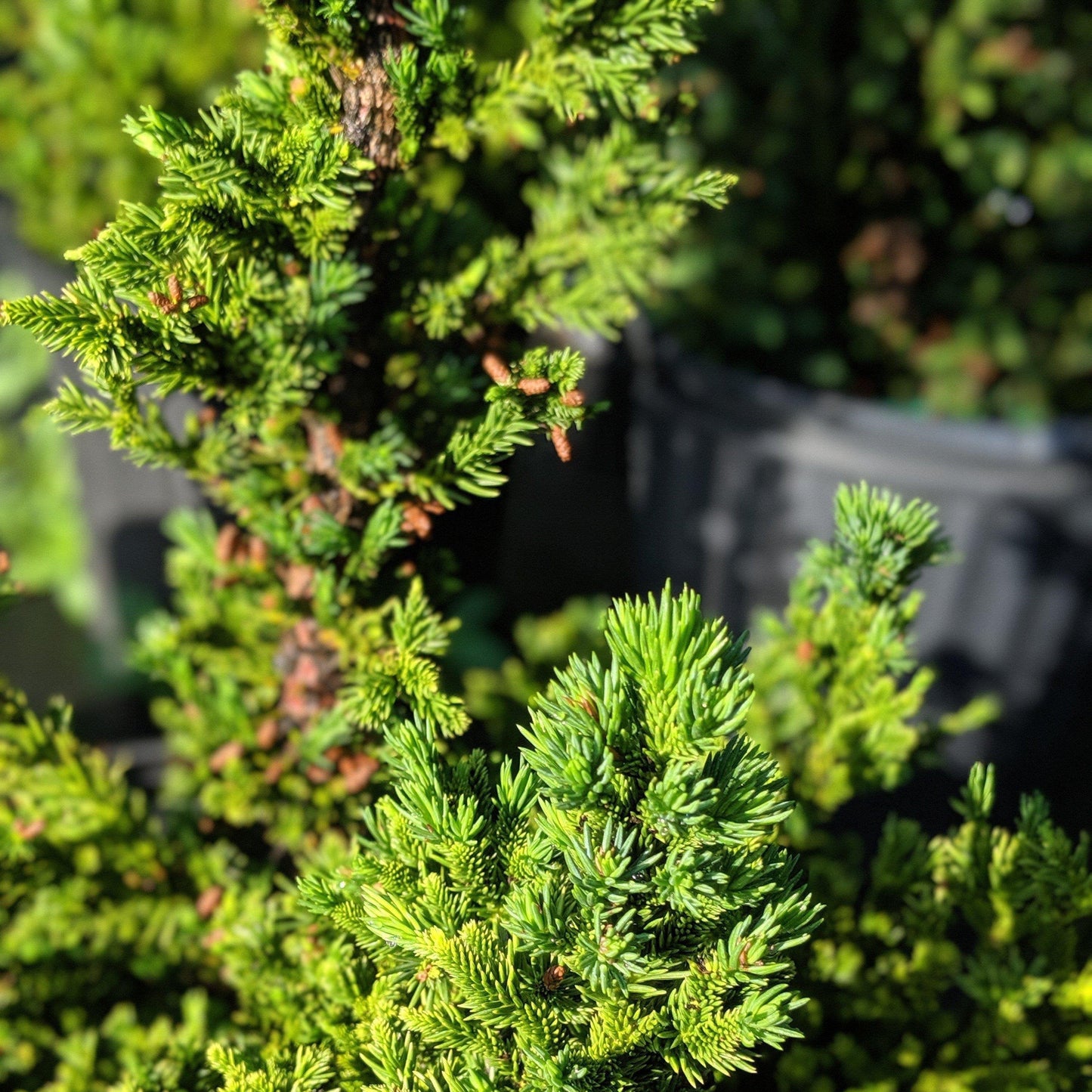 Cryptomeria japonica - Black Dragon Japanese Cedar