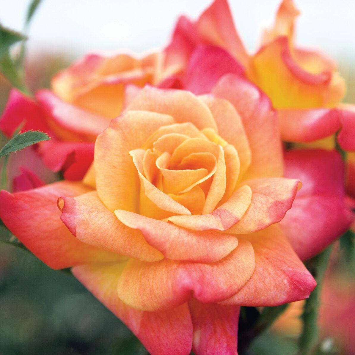 Rosa - Joseph's Coat Rose