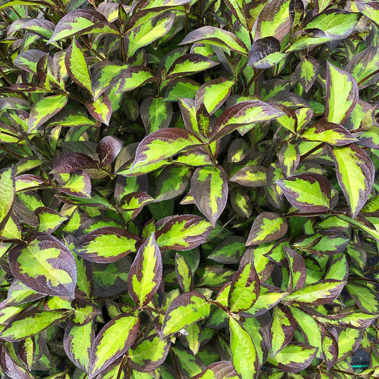 Weigela florida - PW® Vinho Verde® Weigela