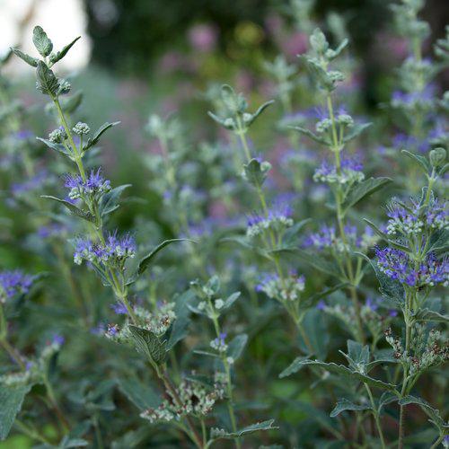 Caryopteris x clandonensis - Beyond Midnight® Bluebeard