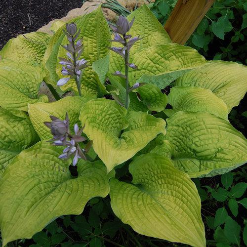 Hosta - PW® Shadowland® Coast To Coast Hosta