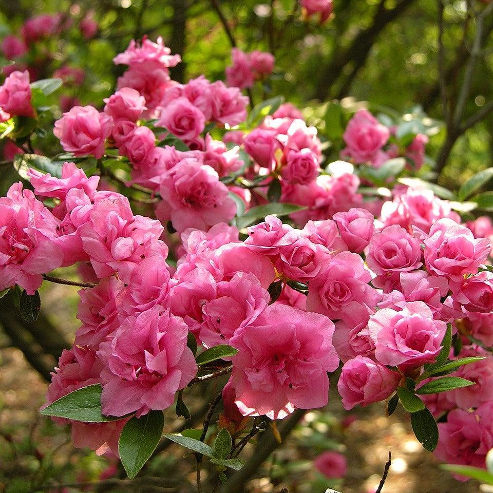 Azalea - Rosebud Azalea