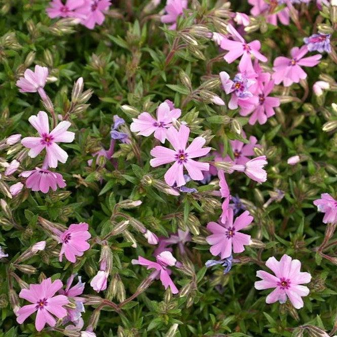 Phlox subulata - Fort Hill Creeping Phlox