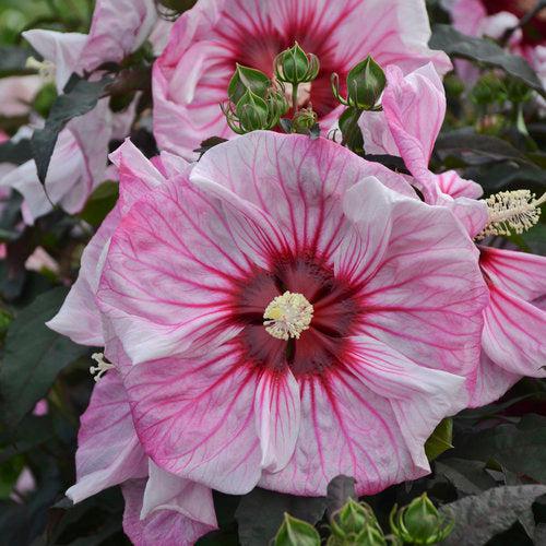 Hibiscus - Summerific® Cherry Choco Latte Hibiscus