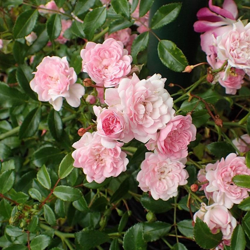 Rosa - The Fairy Rose