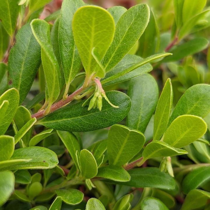Arctostaphylos uva-ursi - Massachusetts Bearberry