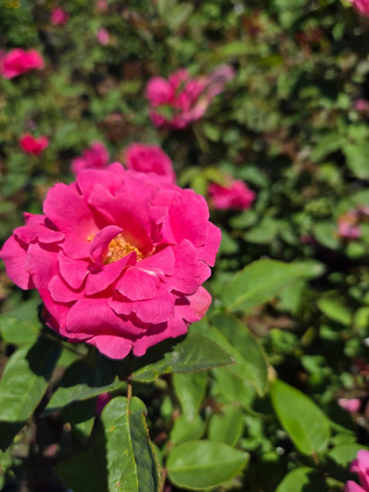 Rosa 'Zéphirine Drouhin'  - Zéphirine Drouhin Rose