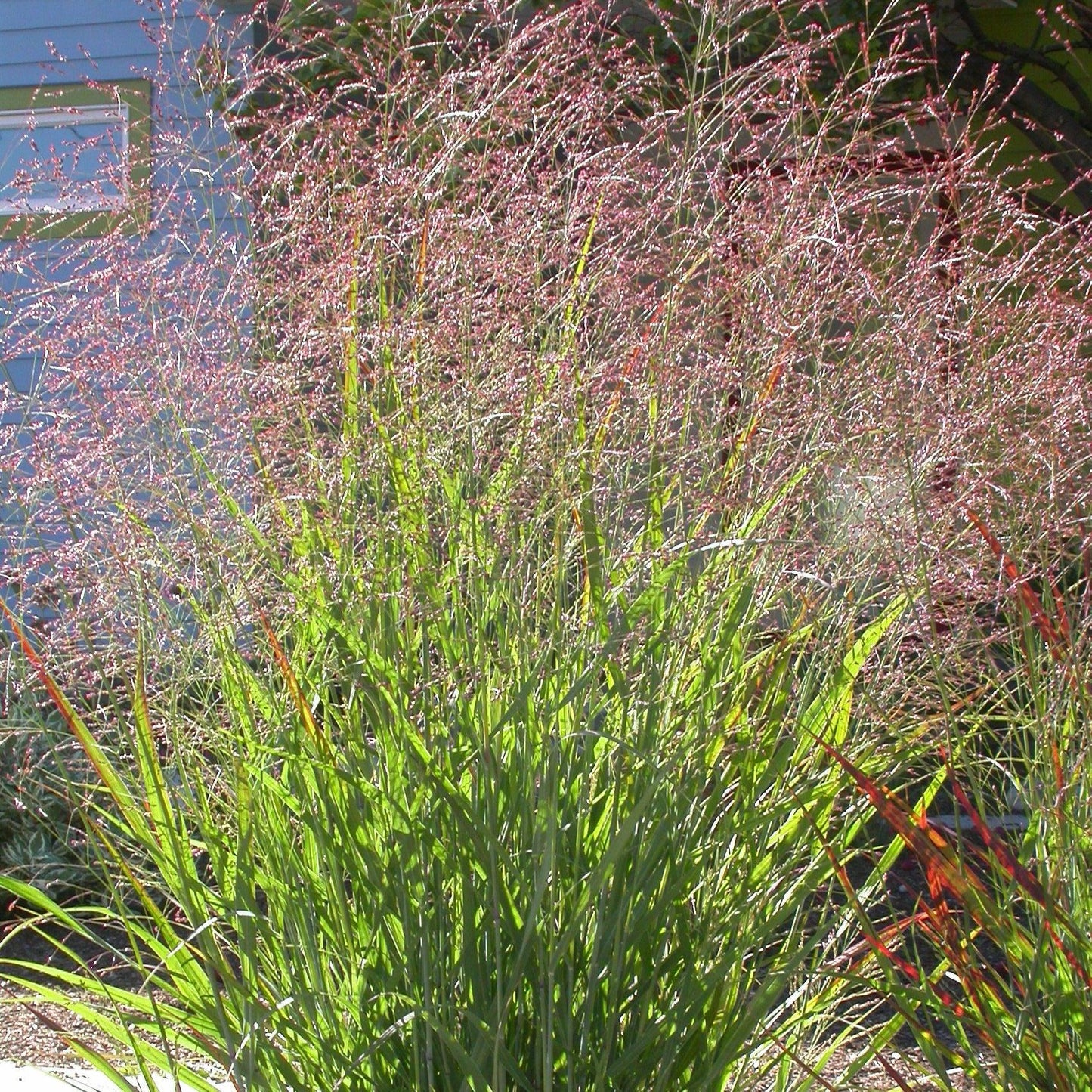 Panicum virgatum - Red Flame Switch Grass
