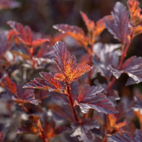 Physocarpus opulifolius - First Editions® Fireside® Ninebark