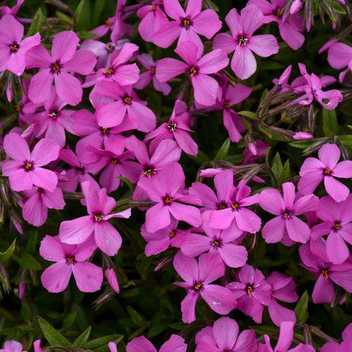 Phlox x - PW® Magenta Sprite Phlox