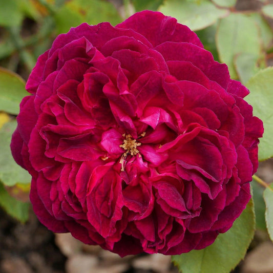 Rosa - Munstead Wood Rose