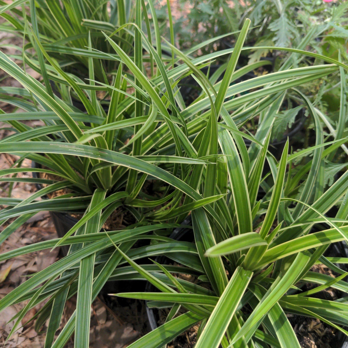 Carex morrowii - Ice Dance Sedge