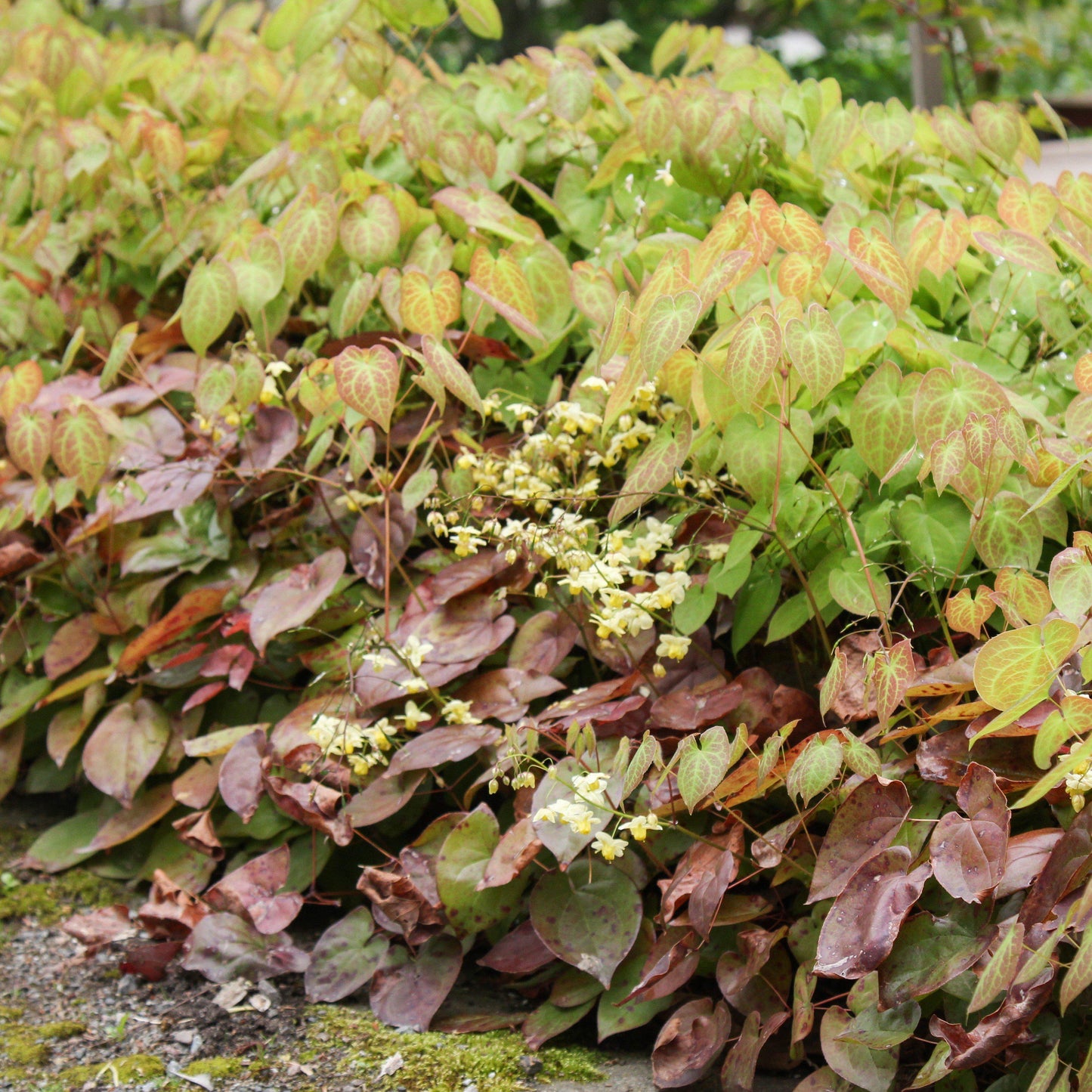 Epimedium versicolor - Sulphureum Bishop's Hat