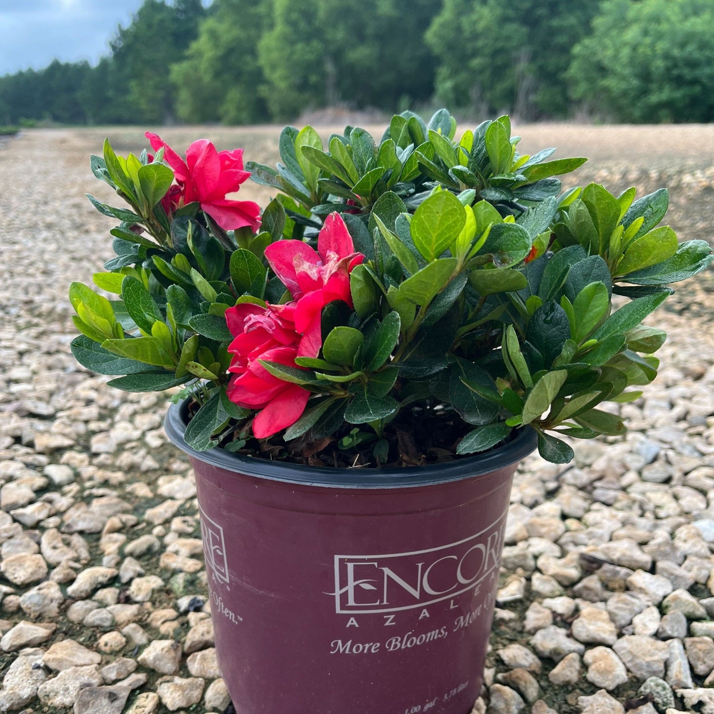Encore® Autumn Bonfire™ Azalea