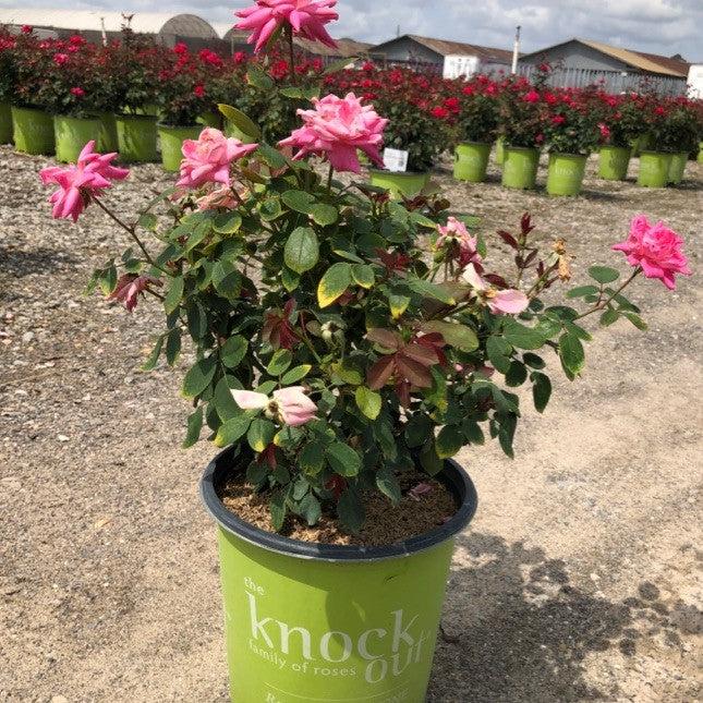 Rosa - Double Pink Knock Out® Rose