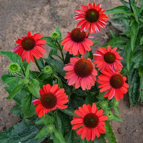 Echinacea - Color Coded® Frankly Scarlet Echinacea