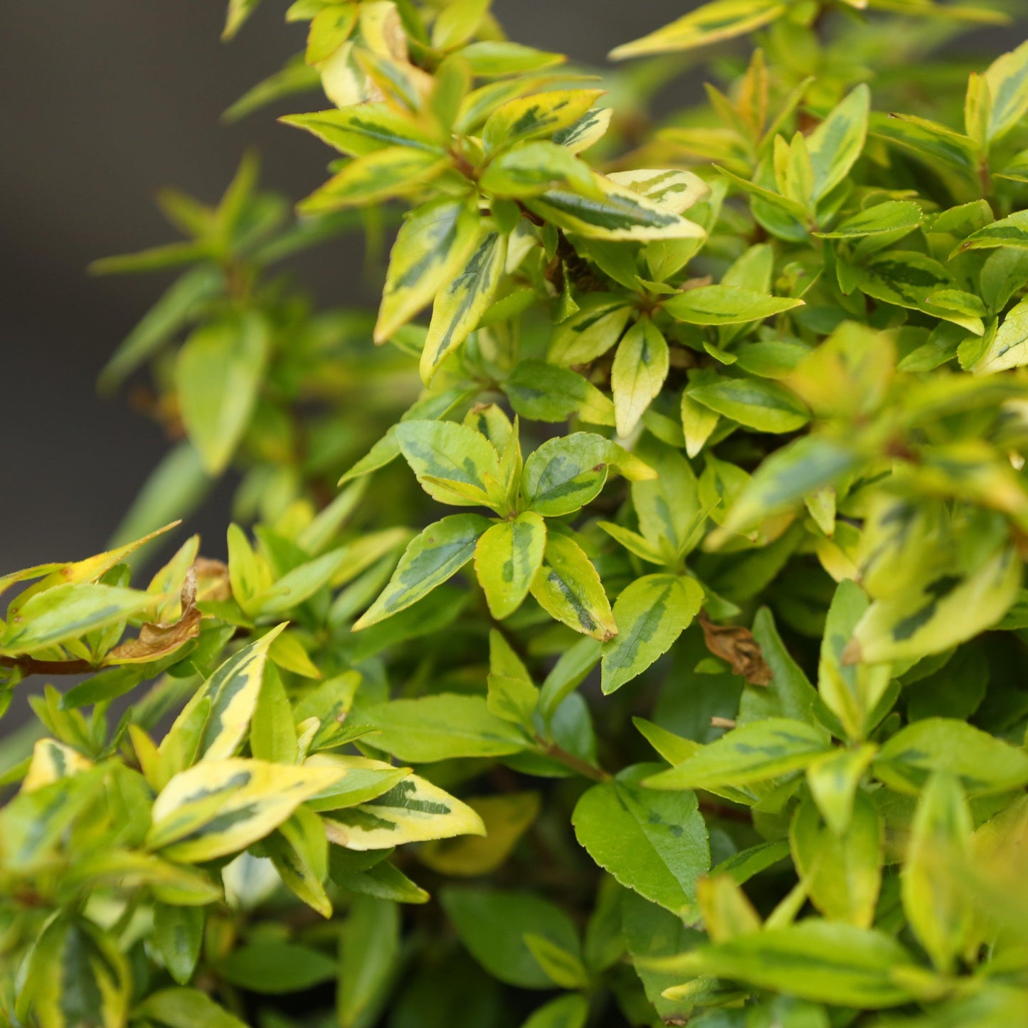 Abelia x grandiflora - Kaleidoscope Abelia