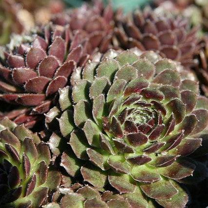 Sempervivum - Pilioseum Hens and Chicks