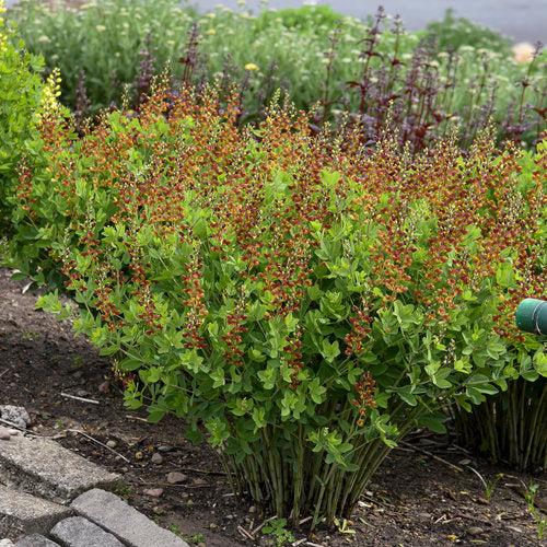 Baptisia - Decadence® Cherries Jubilee Baptisia