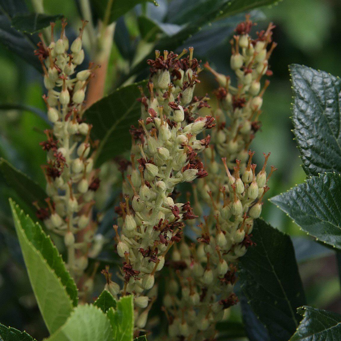 Clethra alnifolia - Sixteen Candles Summersweet