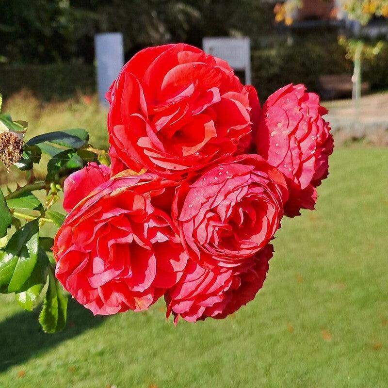 Rosa - True Love™ Rose