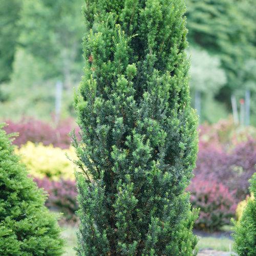 Taxus x media - Stonehenge® Yew