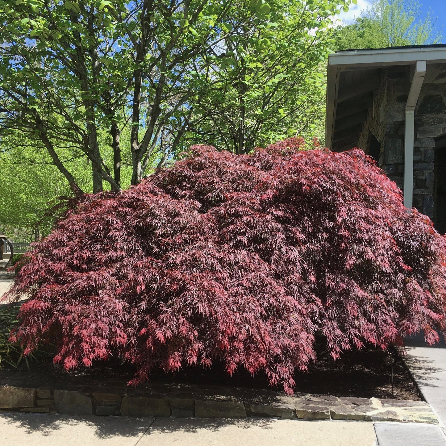 Acer palmatum var. dissectum - Tamukeyama Japanese Maple